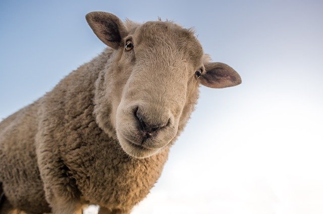 Γερμανία: Σας λείπουν οι αγκαλιές; Αγκαλιάστε ένα πρόβατο