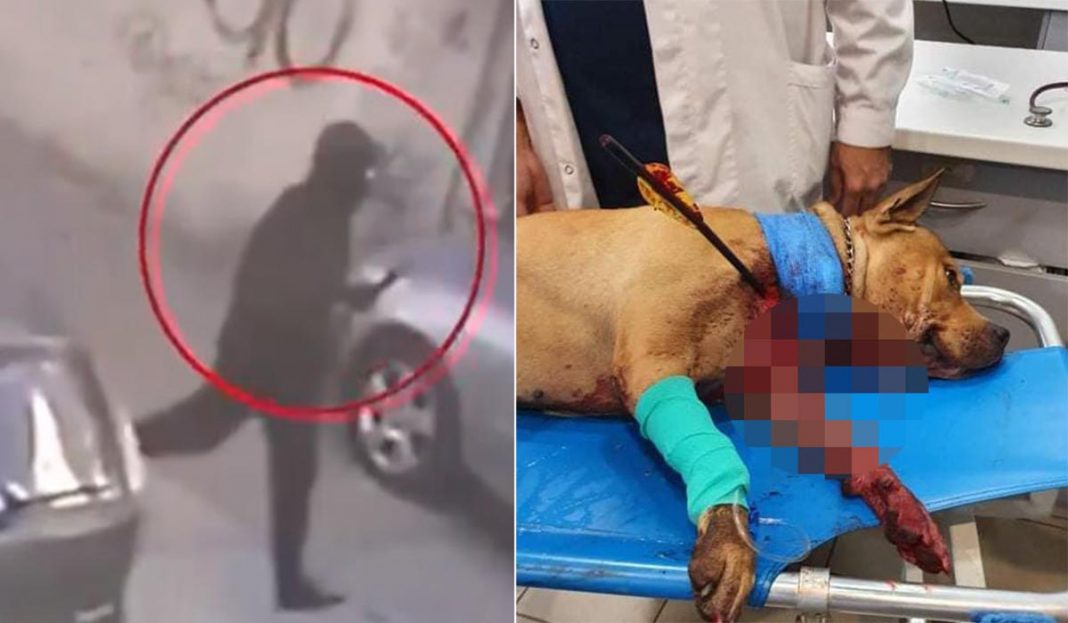 Συνελήφθη ο «τοξοβόλος» που σκότωσε σκύλο στην Πετρούπολη, το είχε προσπαθήσει άλλες δύο φορές