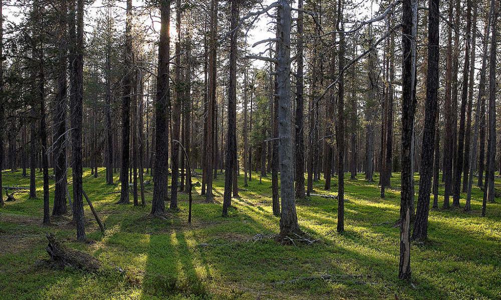 Πυροπροστασία: 30 εκατ. ευρώ σε Δήμους με περιαστικά δάση
