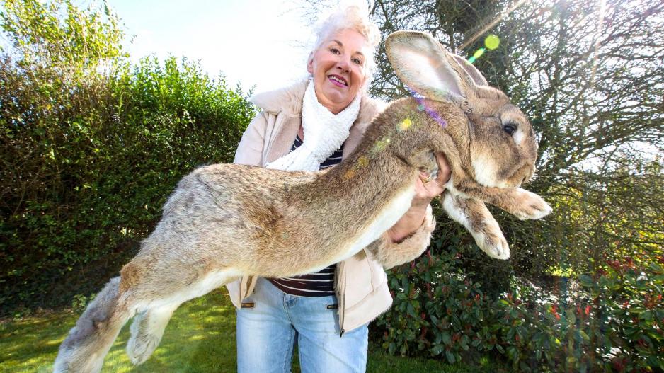 Έκλεψαν το «μεγαλύτερο κουνέλι στον κόσμο» από την ιδιοκτήτρια - πρώην "κουνελάκι" του Playboy