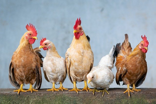 ΗΠΑ: "Μην αγκαλιάζετε τις κότες σας", συστήνουν τα CDC - Αυξήθηκαν τα κρούσματα σαλμονέλωσης
