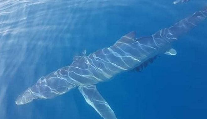 Καρχαρίες κόβουν βόλτες σε Κινέτα και Αμάρυνθο (φωτό)