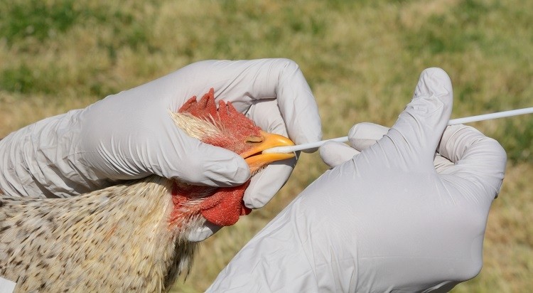 Πρώτο κρούσμα μόλυνσης σε άνθρωπο από το στέλεχος Η10Ν3 της γρίπης των πτηνών