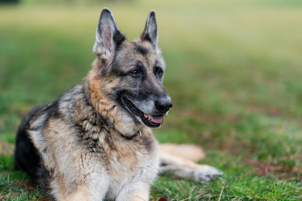 ΗΠΑ: Το ζεύγος Μπάιντεν ανακοίνωσε τον θάνατο του «πρώτου σκύλου» Τσαμπ