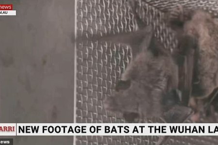 Το Sky News αποκαλύπτει βίντεο με νυχτερίδες σε κλουβιά στο εργαστήριο της Ουχάν