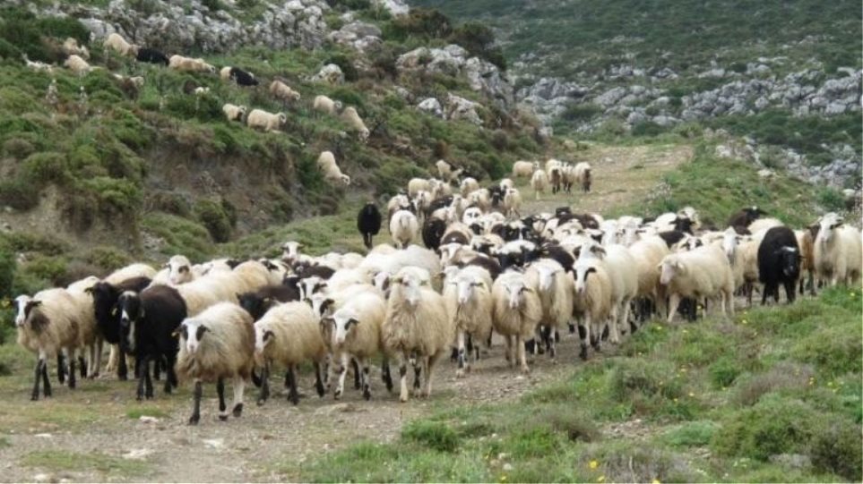 Κρήτη: Κεραυνός σκότωσε 30 αιγοπρόβατα από κοπάδι στα Χανιά (σκληρή εικόνα!)