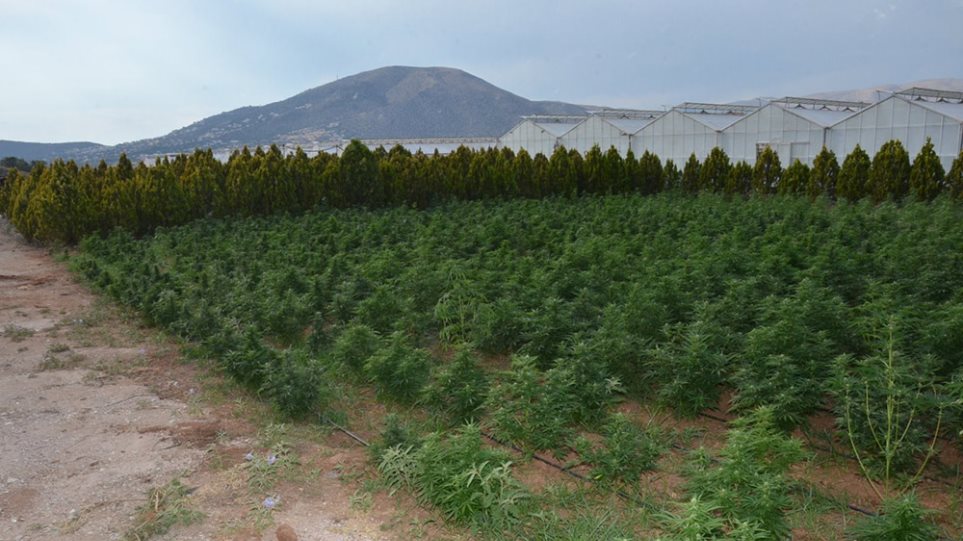Πήλιο: Δάσος κάνναβης στη Ζαγορά με 3.000 δένδρα