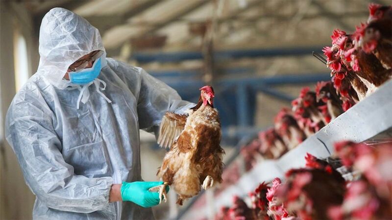 H10N3: Υπάρχει κίνδυνος νέας πανδημίας από το στέλεχος της γρίπης των πτηνών;