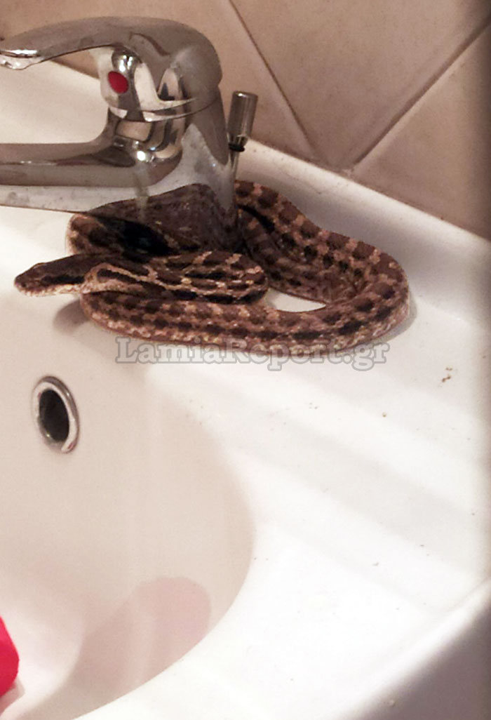 Το φίδι έψαχνε δροσιά και κατέληξε στη βρύση της τουαλέτας!