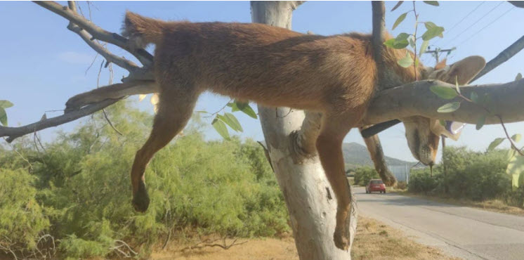 Κτηνωδία: Κρέμασαν νεκρή αλεπού πάνω σε δέντρο με μάσκα και αναπνευστήρα!