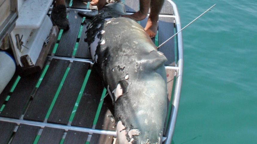 Αλόννησος: Νεκρός από ψαροντούφεκο ο «Κωστής», η φώκια-«μασκότ» του νησιού!