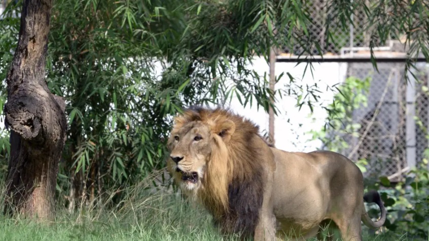Κένυα: Πανικός στους δρόμους - Λιοντάρι το έσκασε από το εθνικό πάρκο (βίντεο)