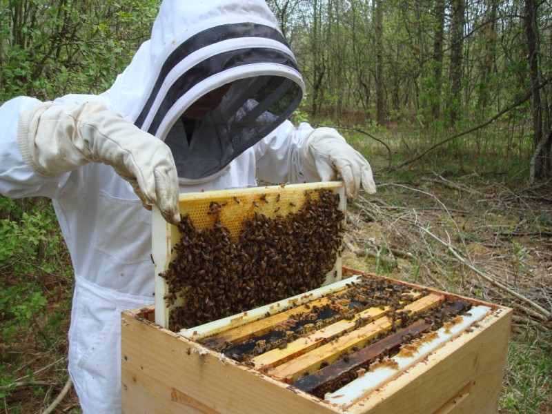 Καταστροφή για τον μελισσοκομικό κλάδο οι πρόσφατες πυρκαγιές