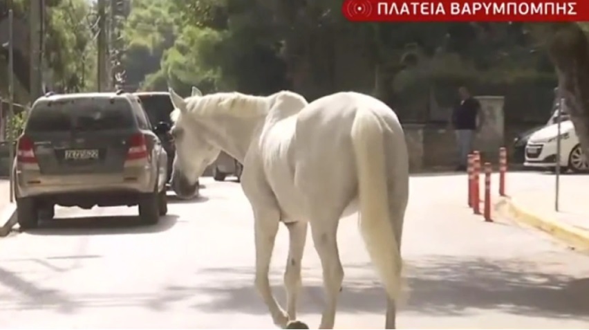 Βαρυμπόμπη: Αγωνία για πάνω από 300 άλογα στους ιππικούς ομίλους