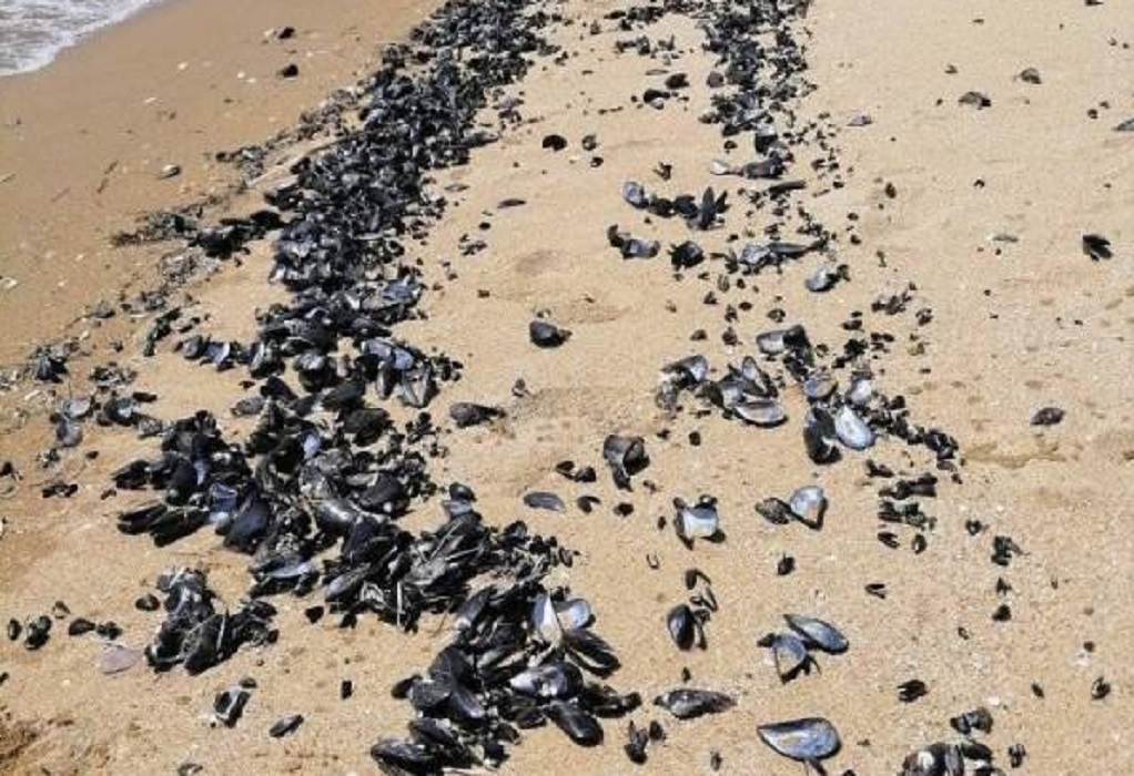 Θλιβερές εικόνες στη Χαλκιδική: Παραλία γέμισε με νεκρά ψάρια