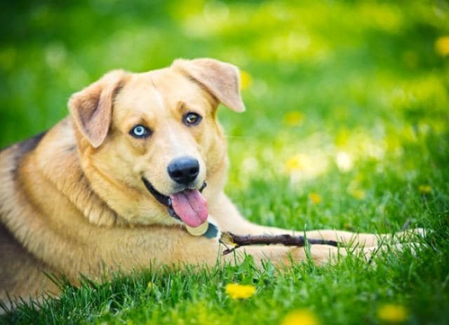 Ιεράπετρα: Σκύλος βρέθηκε απαγχονισμένος – Σε εξέλιξη οι έρευνες των αρχών