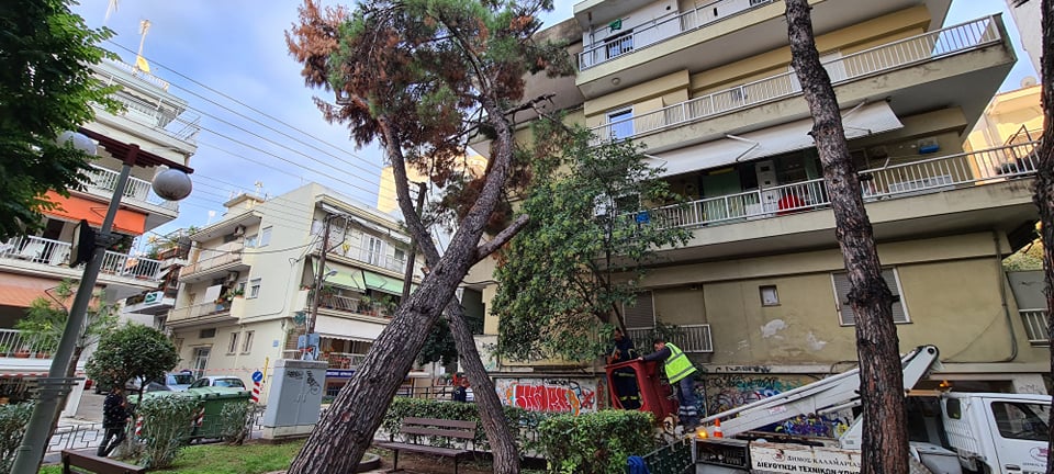 Θεσσαλονίκη: Δέντρο καταπλάκωσε πολυκατοικία στην Καλαμαριά