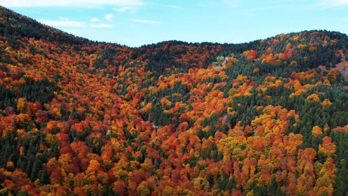 Σέρρες: Το πανέμορφο δάσος του Λαϊλιά με τα χρυσαφένια χρώματα (vid)