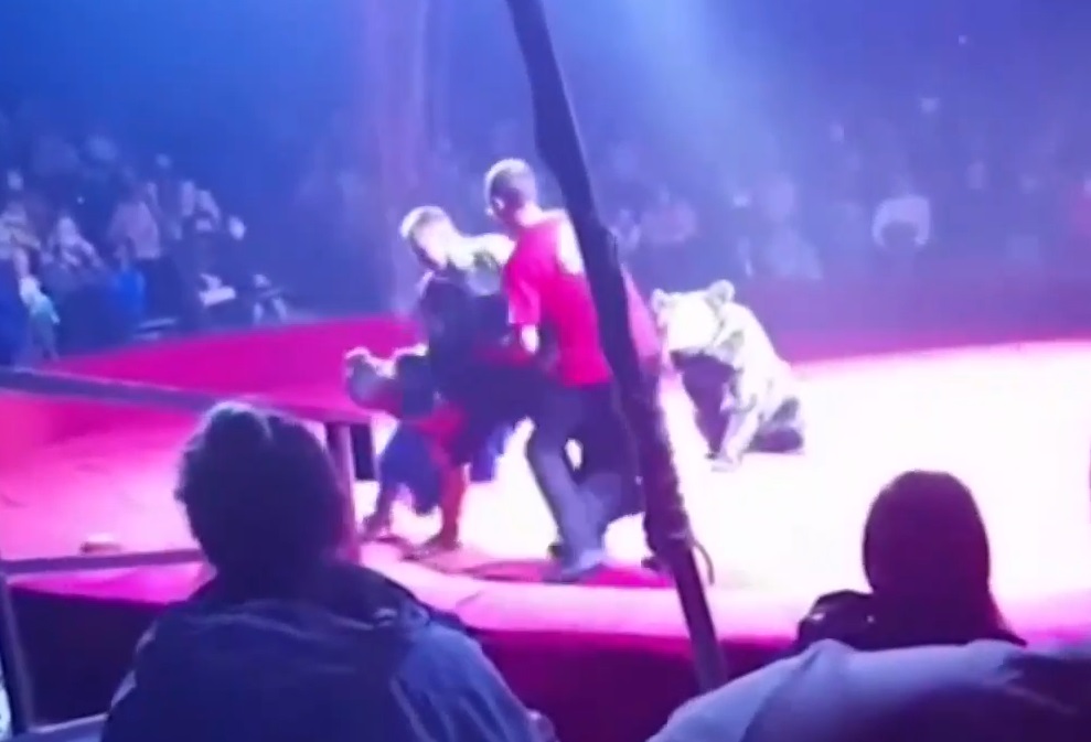 Πανικός σε τσίρκο στη Ρωσία – Αρκούδα επιτέθηκε σε έγκυο θηριοδαμαστή
