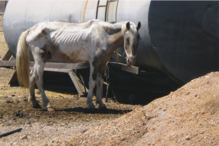 Ακόμη μία δίκη για ακραία κακοποίηση ζώων των ιδιοκτητών μονάδας ιπποειδών στον Ασπρόπυργο - Σοκαριστικά στοιχεία