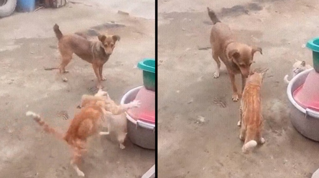 Σκύλος χωρίζει δύο γάτες που τσακώνονται - viral video