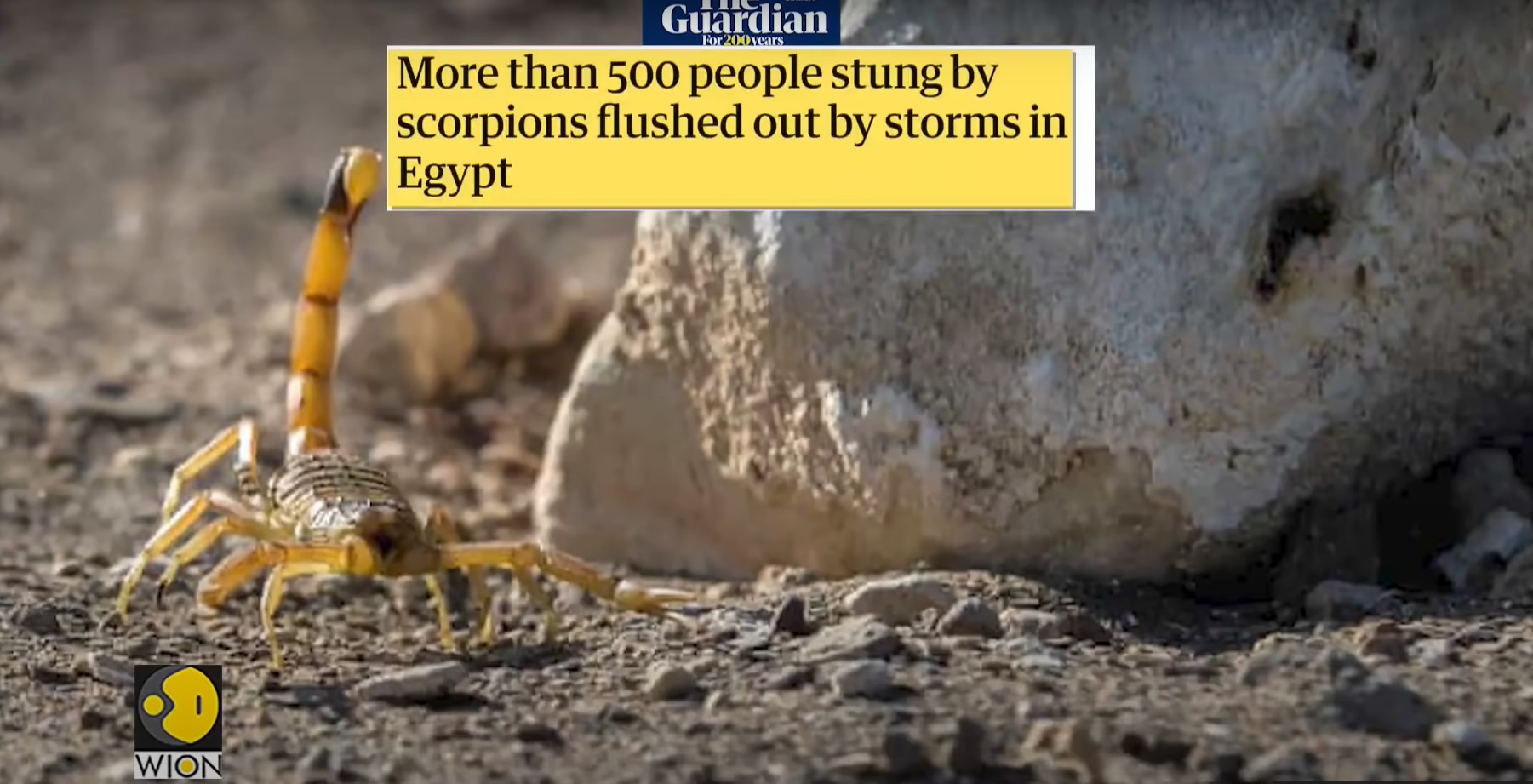 Αίγυπτος: Εισβολή σκορπιών- 3 νεκροί - 500 άτομα στο νοσοκομείο!(βίντεο)