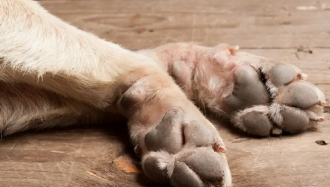 Θεσσαλονίκη: Σοκ - Εντοπίστηκαν πέντε σκυλάκια νεκρά σε αγροτική περιοχή της Νικήτης