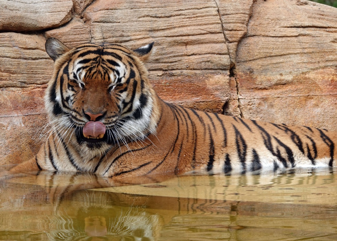 ΗΠΑ: Αστυνομικός πυροβόλησε και σκότωσε τίγρη που επιτέθηκε σε εργαζόμενο ζωολογικού κήπου