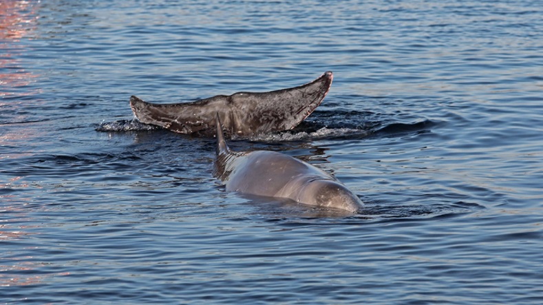 Ηρωικές οι προσπάθειες για να βγει στα βαθιά η φάλαινα ζιφιός (φωτογραφίες από τη διάσωση)