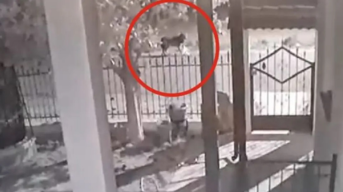 Λύκοι... πολιορκούν σπίτι στο Νεοχώρι Ημαθίας - Δείτε βίντεο