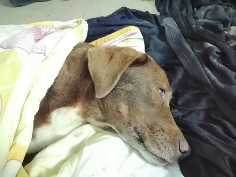 Απίστευτη κτηνωδία: Δηλητηρίασαν την τυφλή σκυλίτσα στην Νάουσα (φωτό)