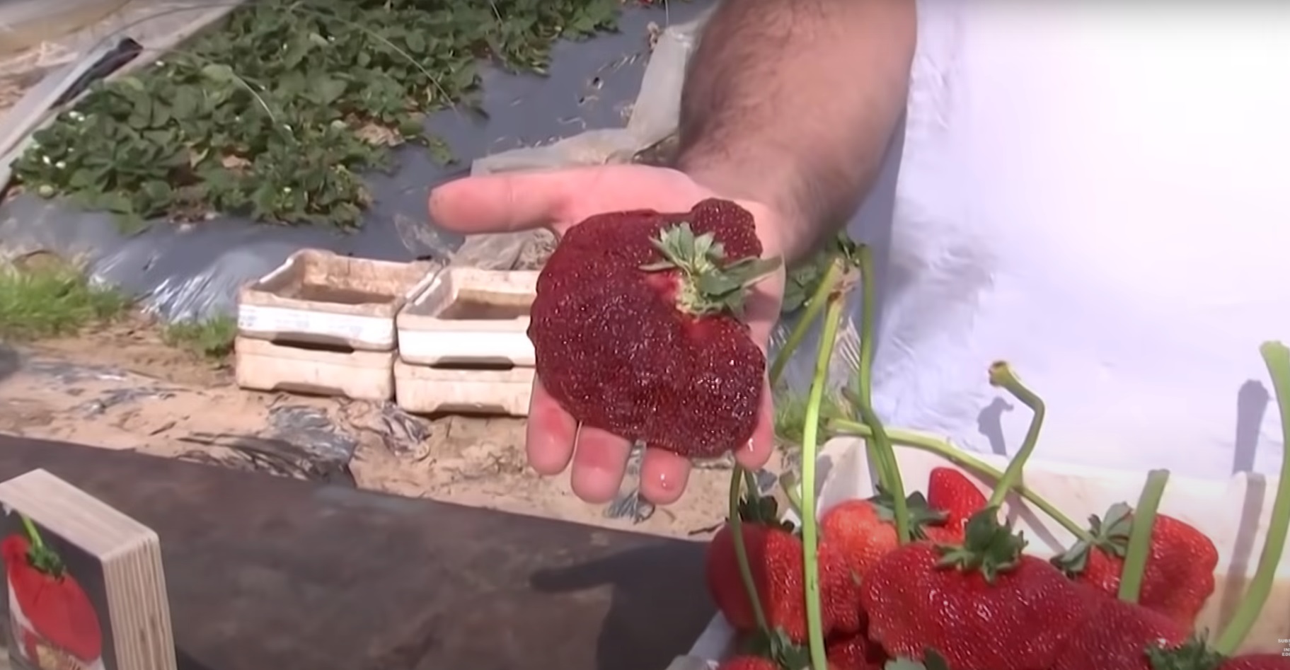 Φράουλα… «βαρέων βαρών» κατακτά θέση στο βιβλίο Γκίνες - Έχει πέντε φορές το βάρος μιας κανονικής φράουλας (βίντεο)