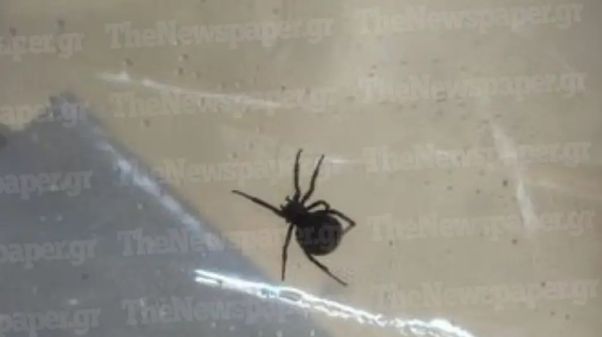 Αράχνη «μαύρη χήρα» τσίμπησε 4χρονο αγοράκι στο Πήλιο - Διακομίστηκε εκτάκτως στην Αθήνα