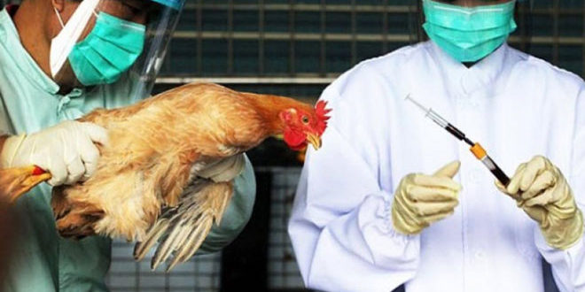 Στην Κίνα το πρώτο κρούσμα της γρίπης των πτηνών σε άνθρωπο