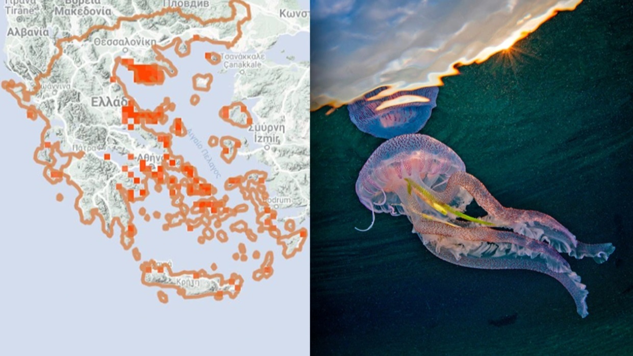 Μωβ μέδουσες: Οι πρώτες καταγραφές για το 2023 στις ελληνικές θάλασσες και τι περιμένουμε φέτος