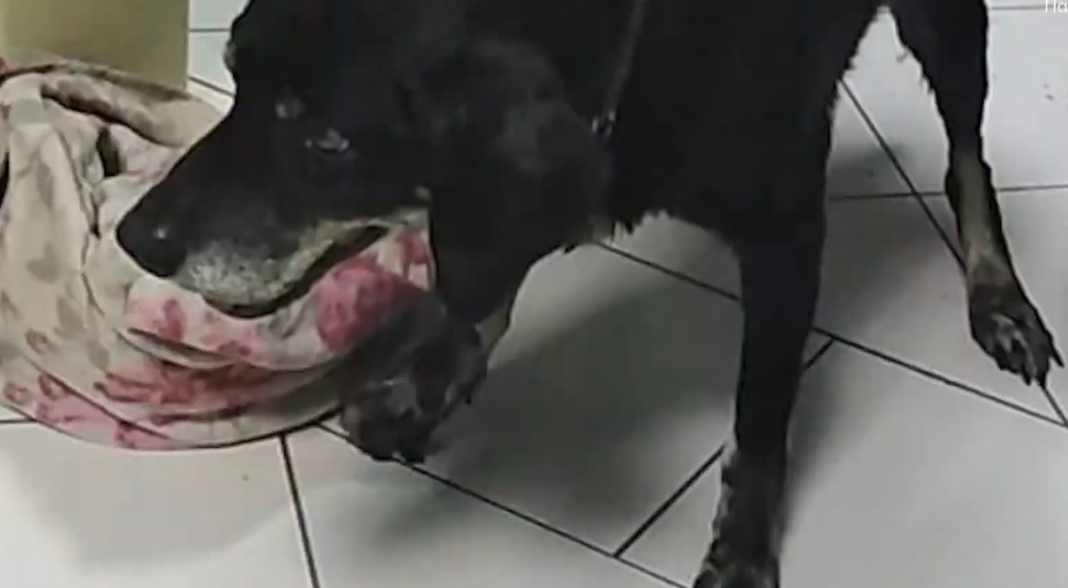 Κρήτη: Έσερνε δεμένο τον σκύλο του στον προφυλακτήρα του αυτοκινήτου