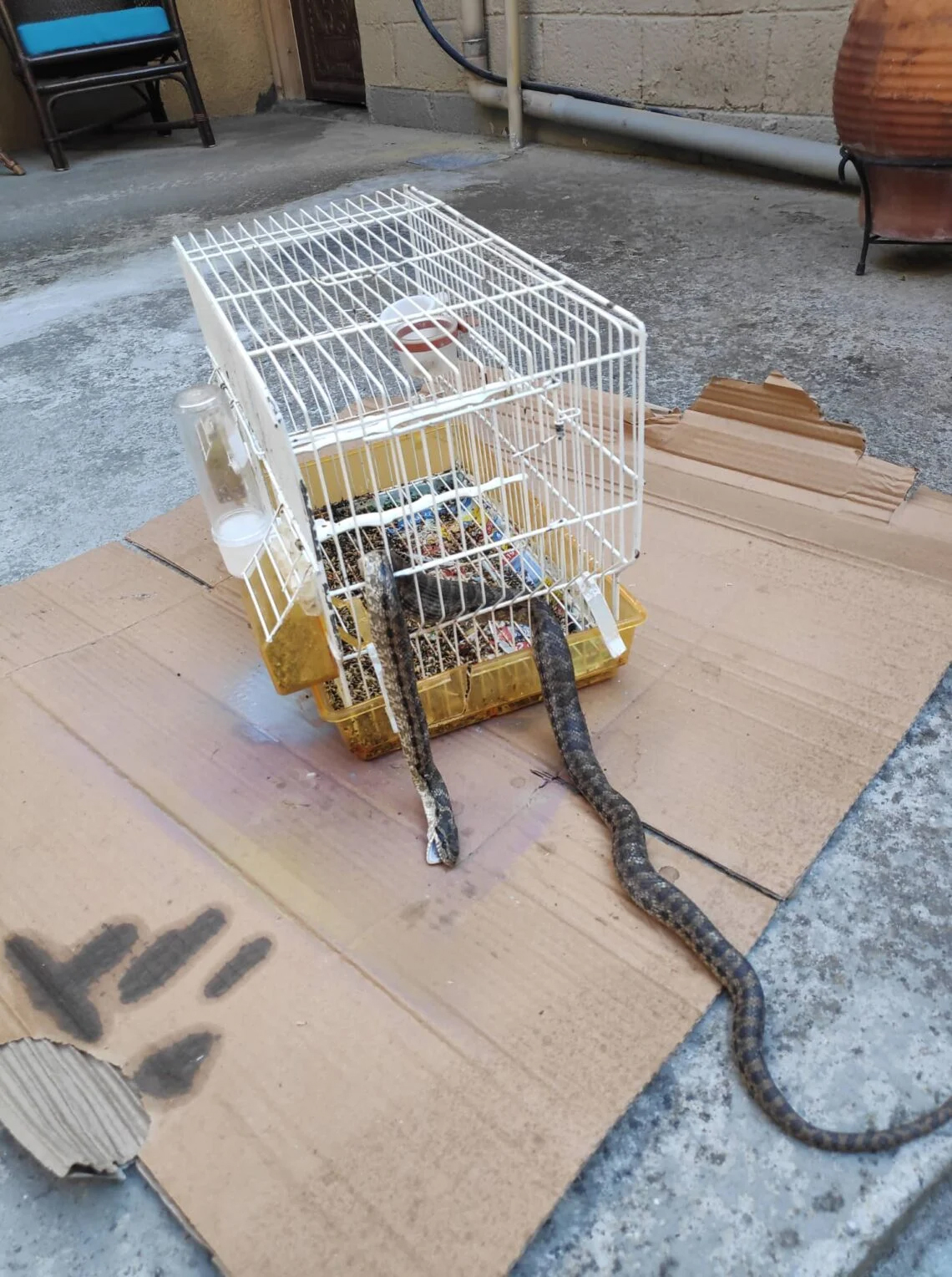 Πανικός σε σπίτι στη Λάρισα: Φίδι μπήκε στην αυλή και έφαγε καναρίνι