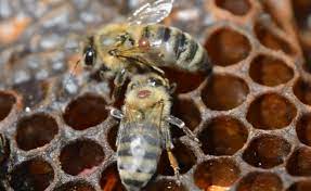 Σε «lockdown» οι μέλισσες της Αυστραλίας λόγω θανατηφόρου παρασίτου