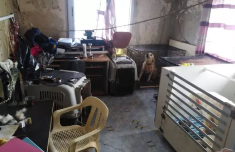 Θεσσαλονίκη: Φυλάκιση 21 μηνών, με αναστολή, στην 60χρονη που κρατούσε 16 σκυλιά σε διαμέρισμα