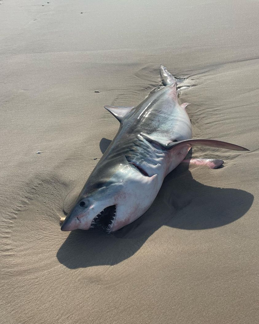 Νεκρός λευκός καρχαρίας ξεβράστηκε σε παραλία