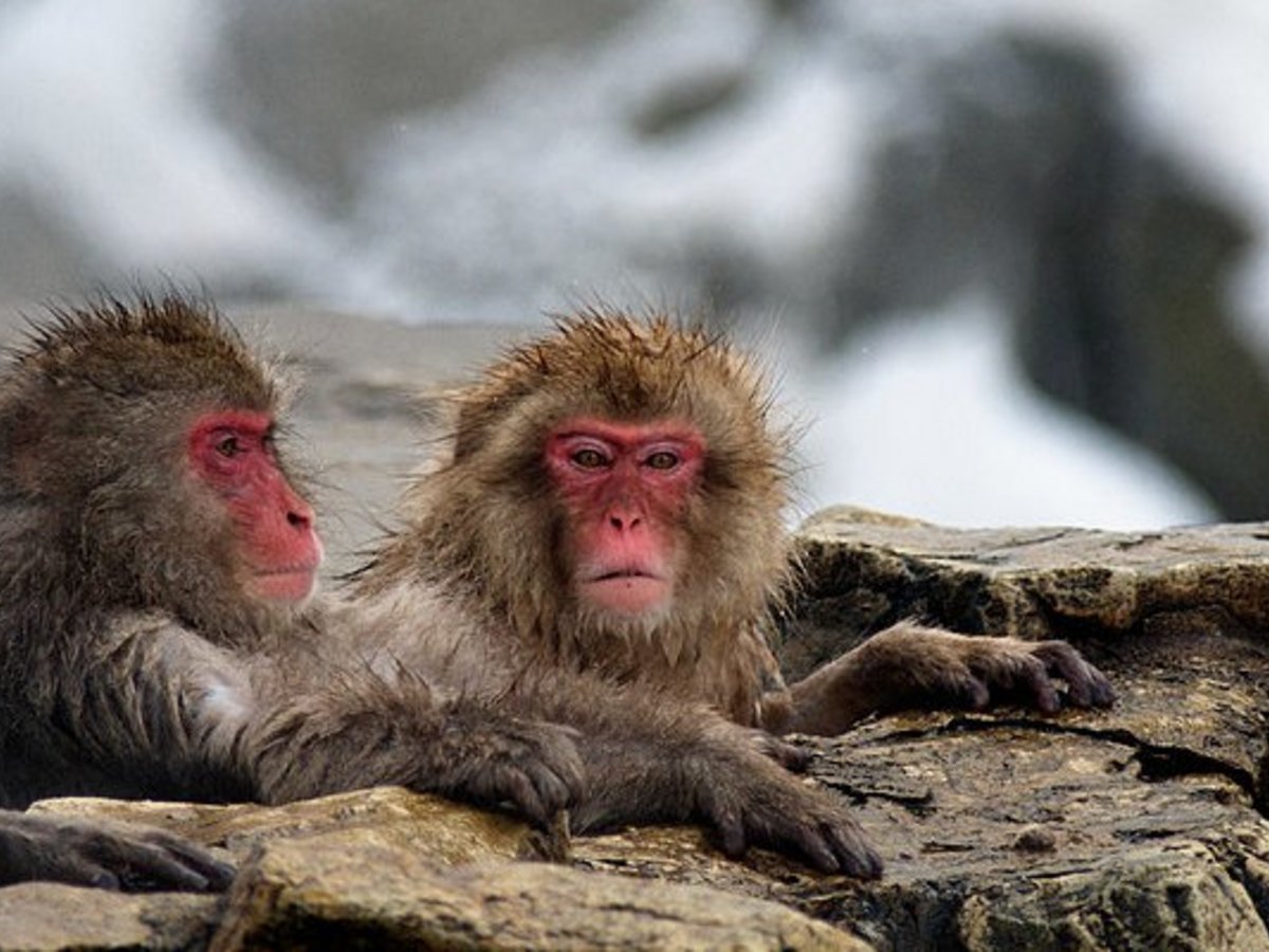 Επίθεση από μακάκους μαϊμούδες σε πόλη της Ιαπωνίας