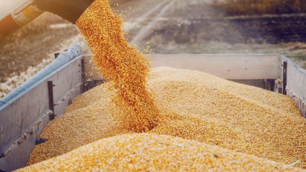 Επισιτιστική κρίση: Στο 15% - 40% η μείωση στην απόδοση παραγωγής σταριού στον βόρειο Έβρο (ηχητικό)