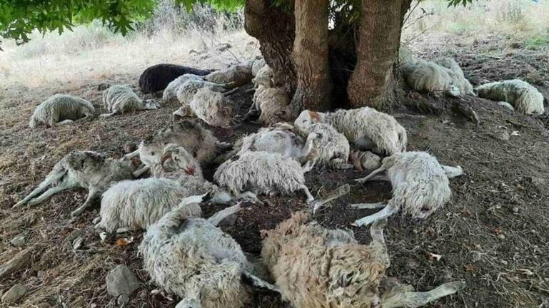 Μέτσοβο: Κεραυνός σκότωσε κοπάδι με 50 πρόβατα