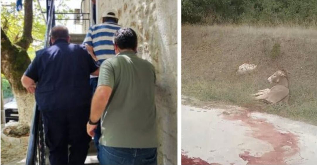 Ιωάννινα: Ελεύθερος με περιοριστικούς όρους ο αντιδήμαρχος Ζίτσας που φέρεται να κακοποίησε ένα γαϊδούρι