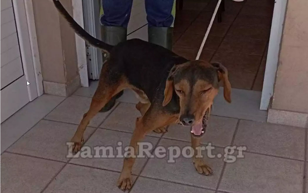 Λαμία: Σκύλος επιτέθηκε και δάγκωσε 5χρονο αγοράκι