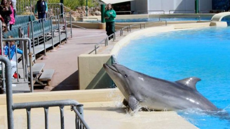 Αντιδράσεις για την ανάρτηση του Άδωνι Γεωργιάδη από την «απαγορευμένη« παράσταση δελφινιών