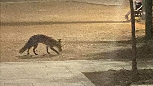 Απίστευτη εικόνα: Αλεπού κάνει βόλτα στη Διονυσίου Αεροπαγίτου!
