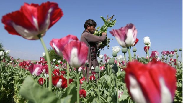 Αφγανιστάν: Ραγδαία αύξηση της καλλιέργειας παπαρούνας από τους Ταλιμπάν