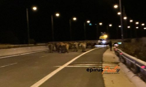 Ιωάννινα: Ατύχημα με φορτηγό που μετέφερε ζώα στην Εγνατία
