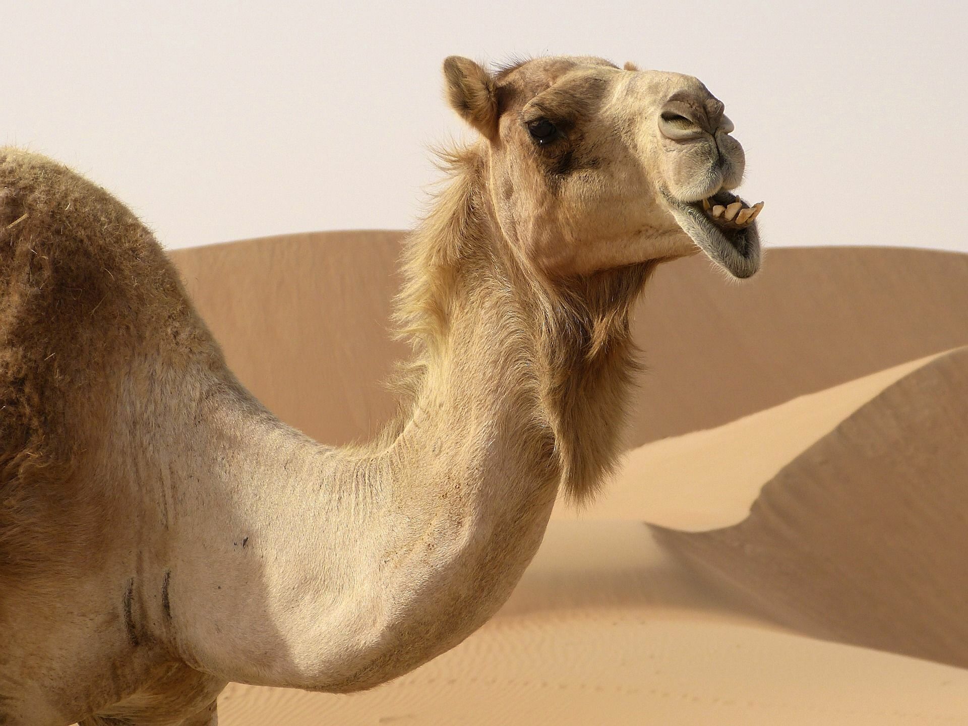 Η γρίπη της καμήλας τρομάζει την Ευρώπη: "Ένας στους τρεις που νοσεί μπορεί να πεθάνει", λέει η Παγώνη